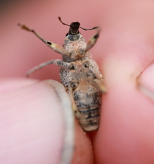 Asproparthenis punctiventris