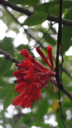 Brownea coccinea, photograph 1