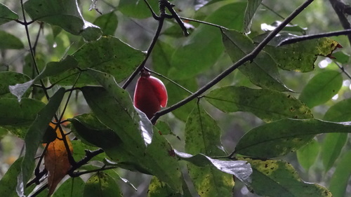 Image of Brownea coccinea by (c) Ignacio Moreira-Corral, some rights reserved (CC BY-SA)