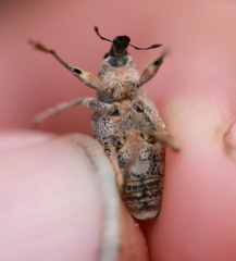 Asproparthenis punctiventris