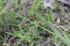 Cyperus gracilis