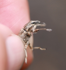 Asproparthenis punctiventris