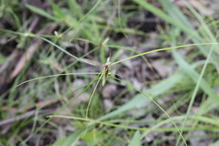 Cyperus gracilis