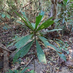 Ancistrocladus tectorius