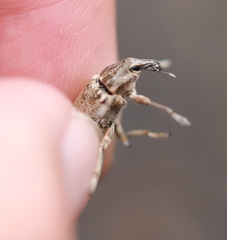 Asproparthenis punctiventris