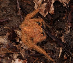 Heteropoda davidbowie
