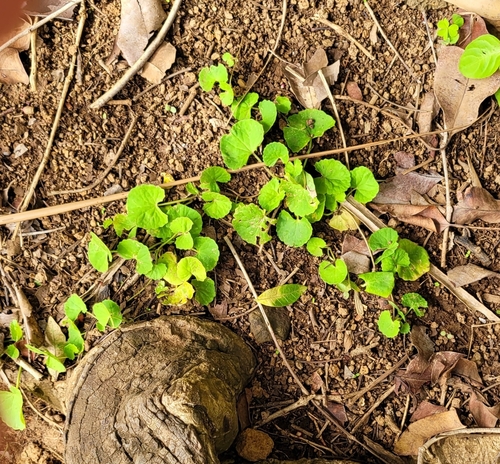 Centella asiatica observed 2021-12-27