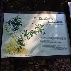 Ancistrocladus tectorius