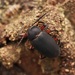 Pontianacus rubricrus - Photo (c) Joshua Wong, some rights reserved (CC BY-NC), uploaded by Joshua Wong