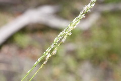 Digitaria brownii