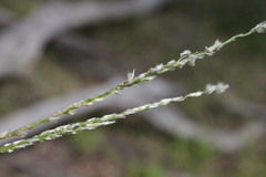 Digitaria brownii