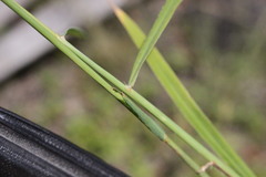 Digitaria brownii