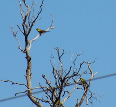 Polytelis anthopeplus anthopeplus