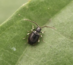 Ptininae