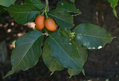 Bunchosia glandulifera