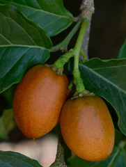 Bunchosia glandulifera
