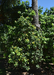 Bunchosia glandulifera