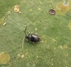 Ptininae