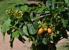 Bunchosia glandulifera