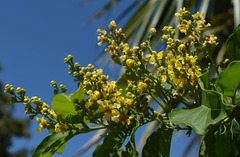 Bunchosia glandulifera