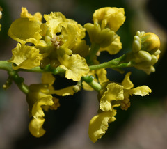 Bunchosia glandulifera