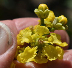 Bunchosia glandulifera