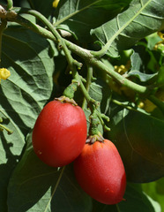 Bunchosia glandulifera