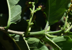 Bunchosia glandulifera