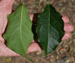 Bunchosia glandulifera