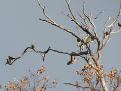 Polytelis anthopeplus anthopeplus