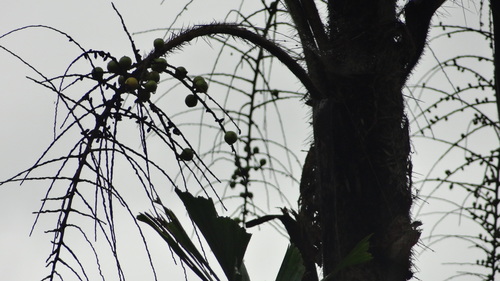 Aiphanes eggersii (Aiphanes eggersii)