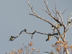 Polytelis anthopeplus anthopeplus