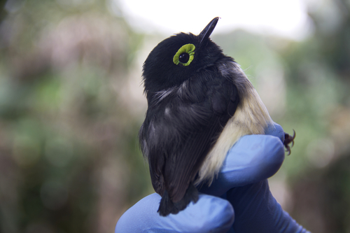 Black-necked Wattle-eye (Platysteira chalybea), photo 5