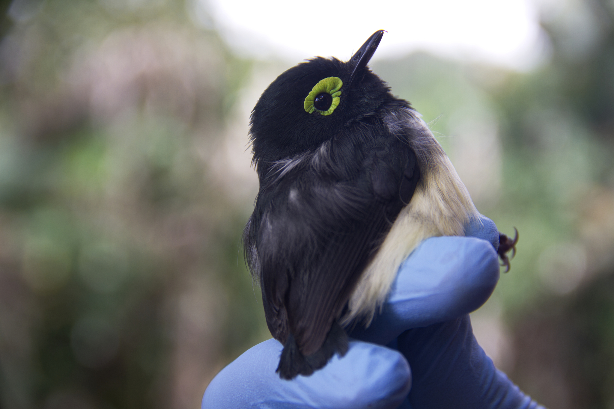 Black-necked Wattle-eye (Platysteira chalybea), photo 2