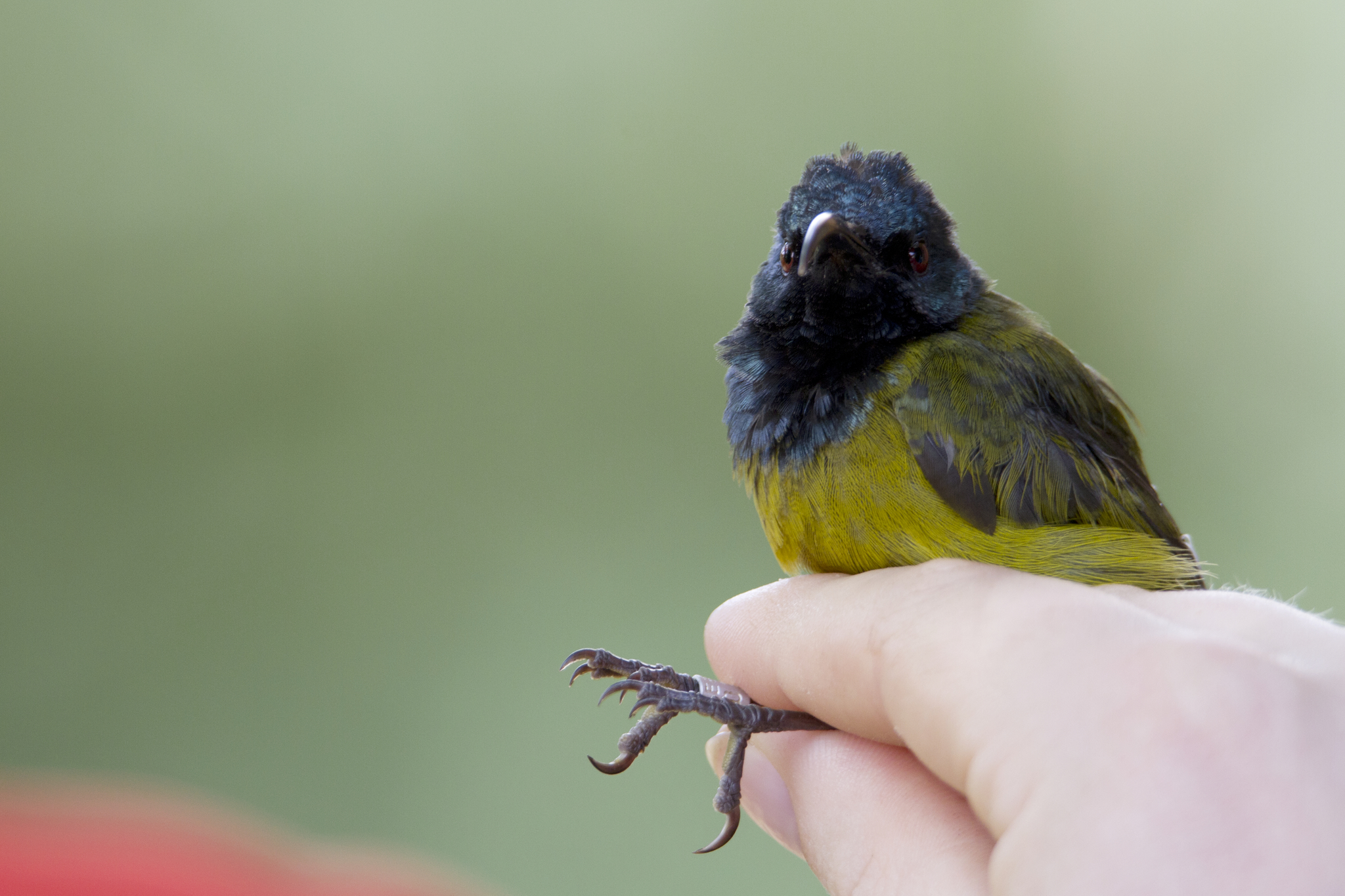 Cameroon Sunbird (Cyanomitra oritis)