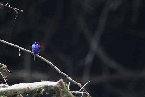 White-bellied Kingfisher (Corythornis leucogaster), photo 5