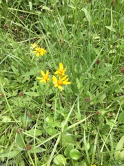 Packera dimorphophylla