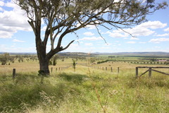 Eucalyptus orgadophila