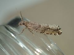 Ancylis unguicella