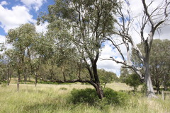 Eucalyptus orgadophila