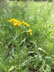 Packera dimorphophylla