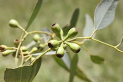 Eucalyptus orgadophila