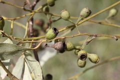 Eucalyptus orgadophila