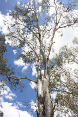 Eucalyptus orgadophila