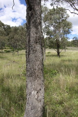 Eucalyptus orgadophila