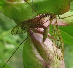 Discobola tessellata