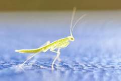 Tropidomantis tenera