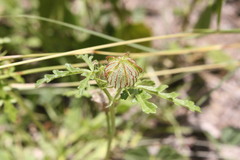 Hibiscus tridactylites