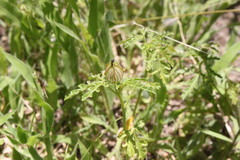 Hibiscus tridactylites