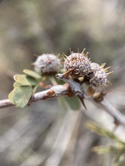 Tanaostigmodes howardii